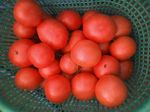 090818tomato.jpg